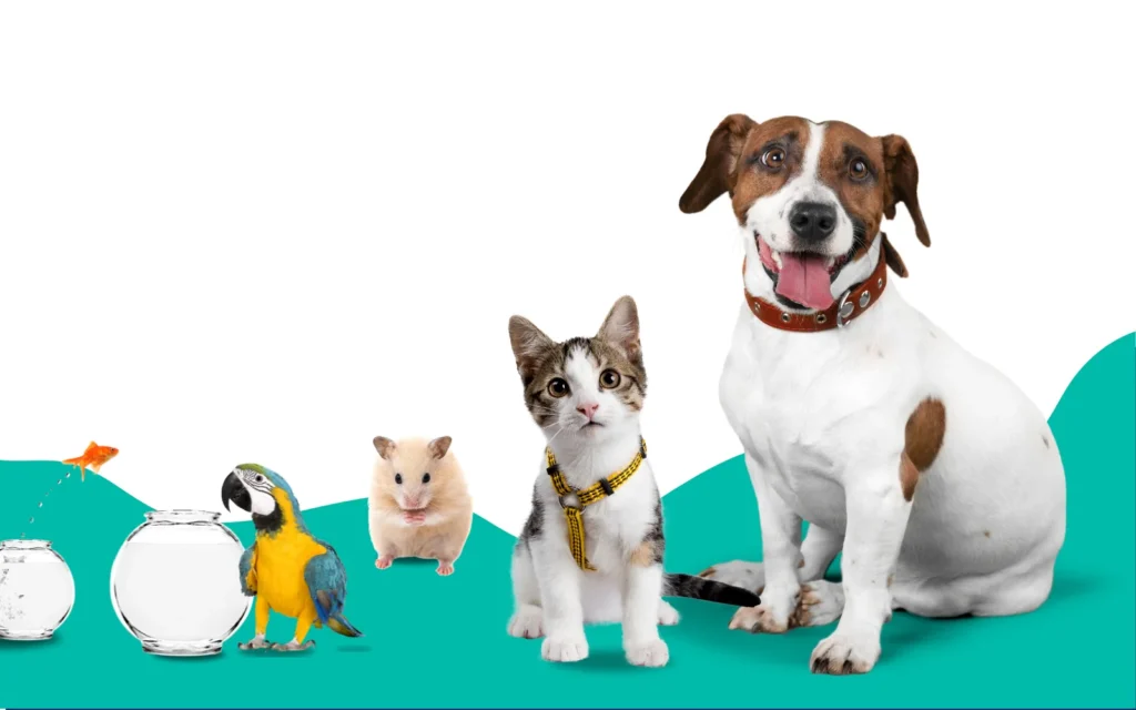 Trending Pet Care Advice: Stay Ahead with These Novel Approaches