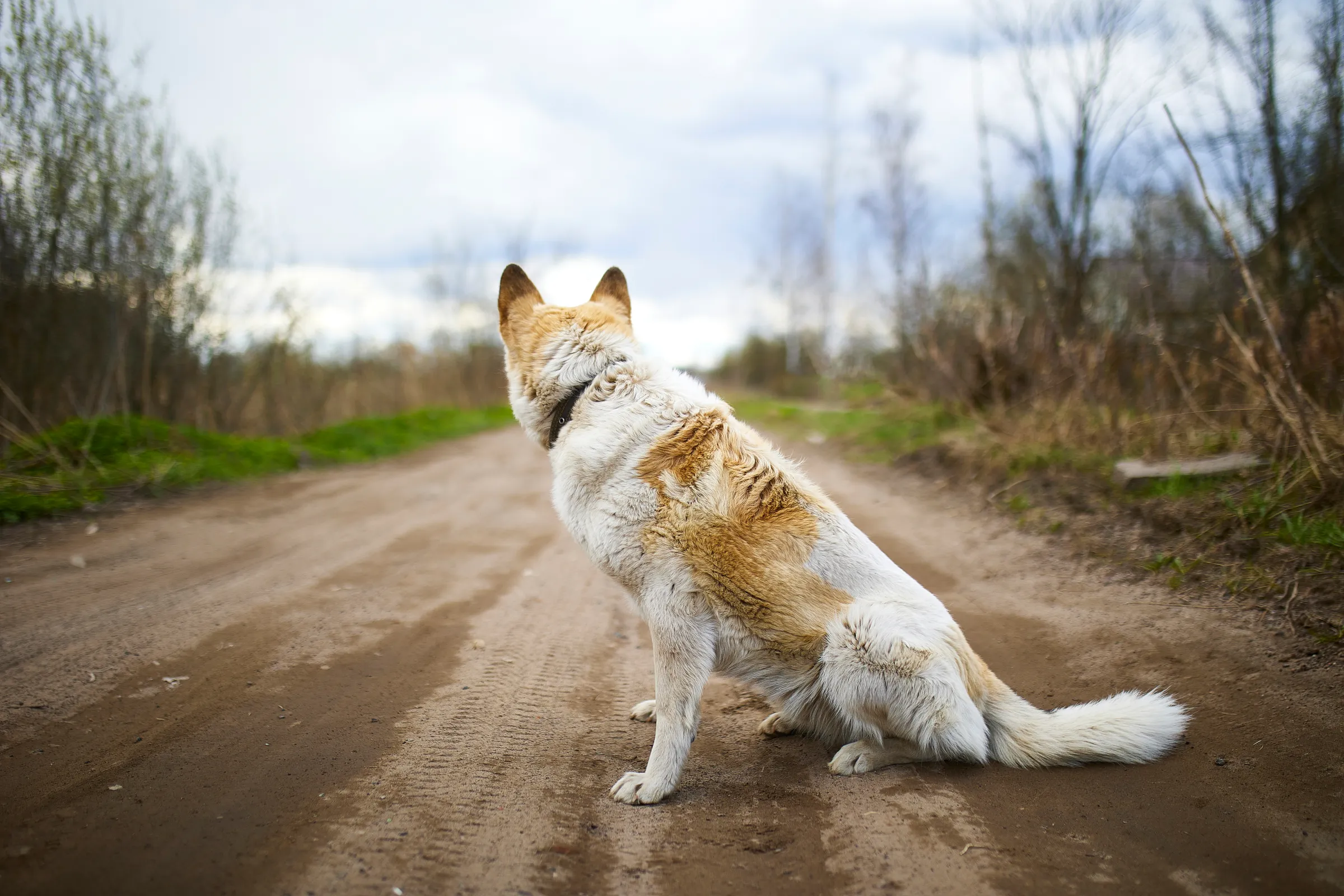 Trending Pet Care Advice: Stay Ahead with These Novel Approaches